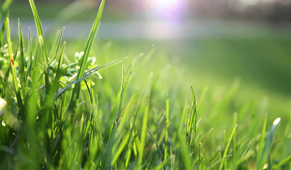 So entfernen Sie Flecken von Outdoor-Aktivitäten wie Grasflecken